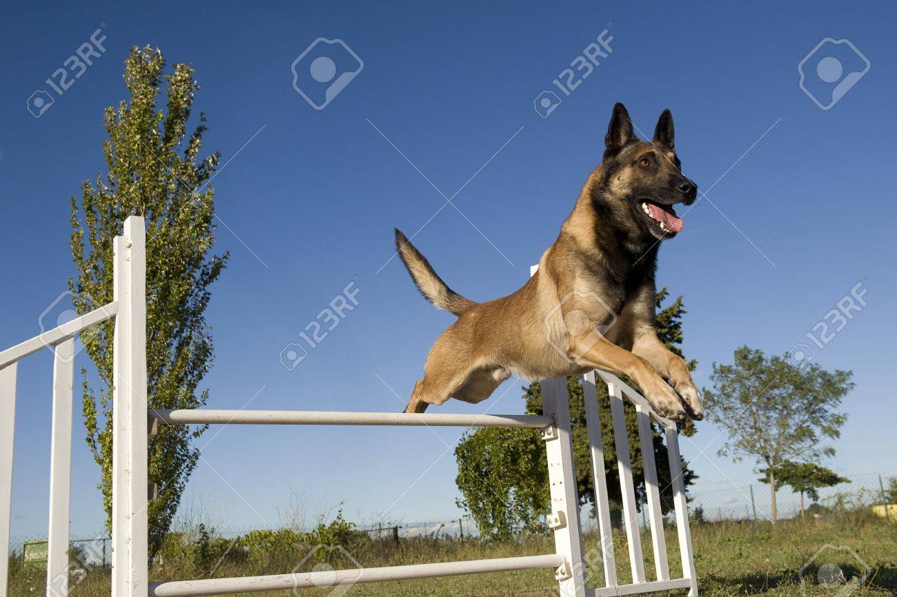 belgian shepherd malinois training purebred belgian sheepdog malinois in a training of agility stock belgian shepherd malinois training purebred belgian sheepdog malinois in a training of agility stock