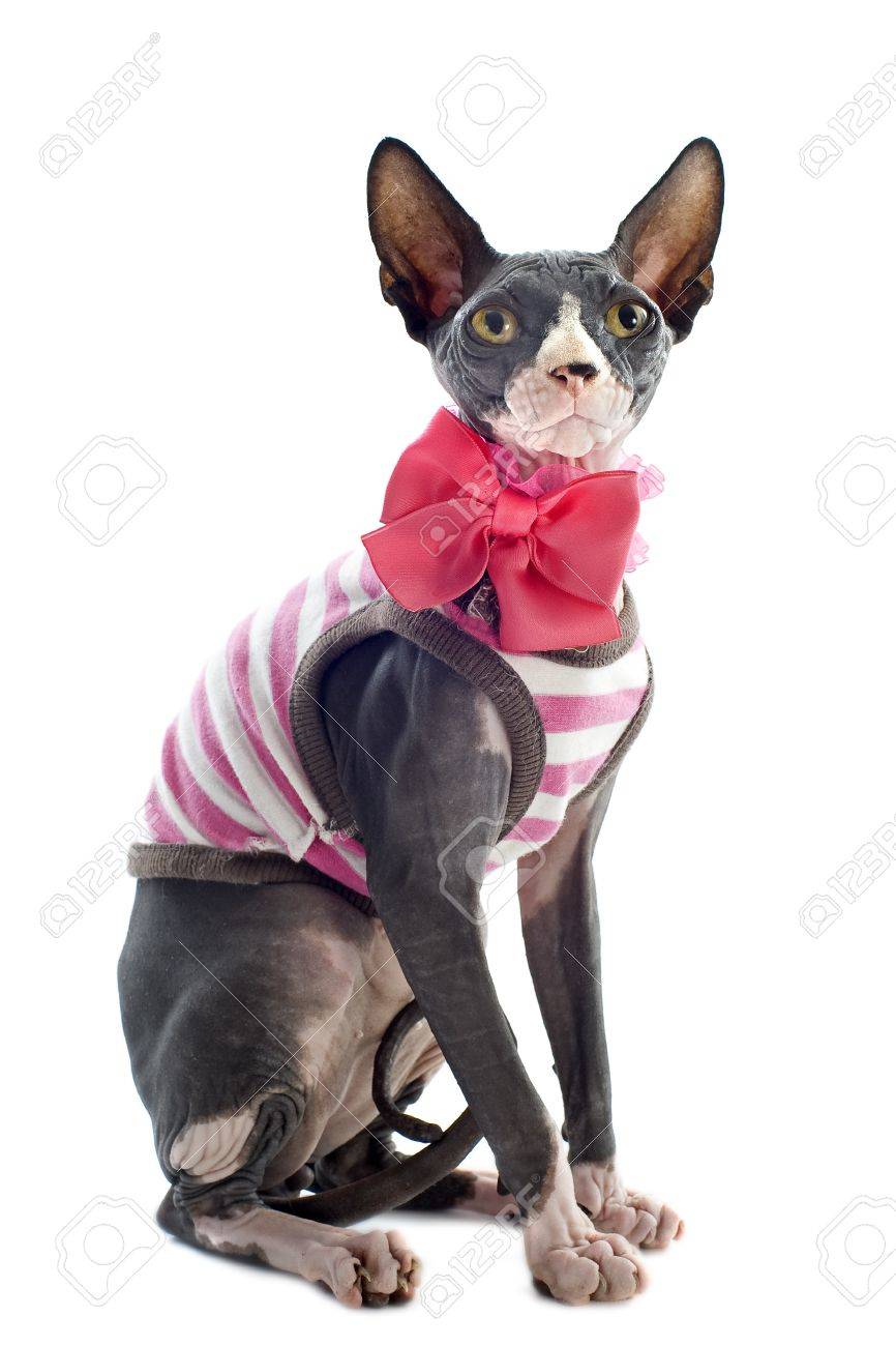 Beau Chat Sphynx Habille En Face De Fond Blanc Banque D Images Et Photos Libres De Droits Image