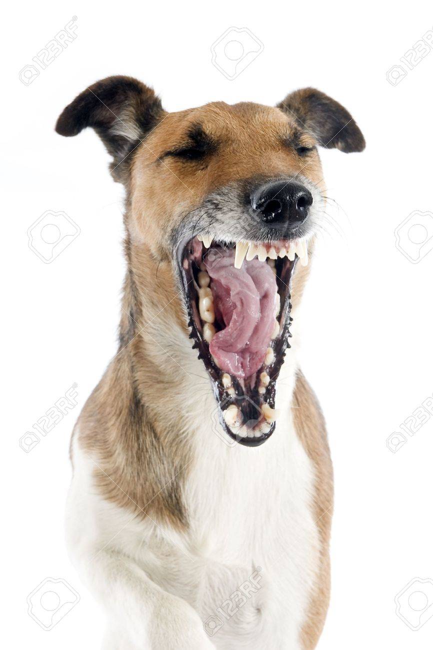 fox terrier face