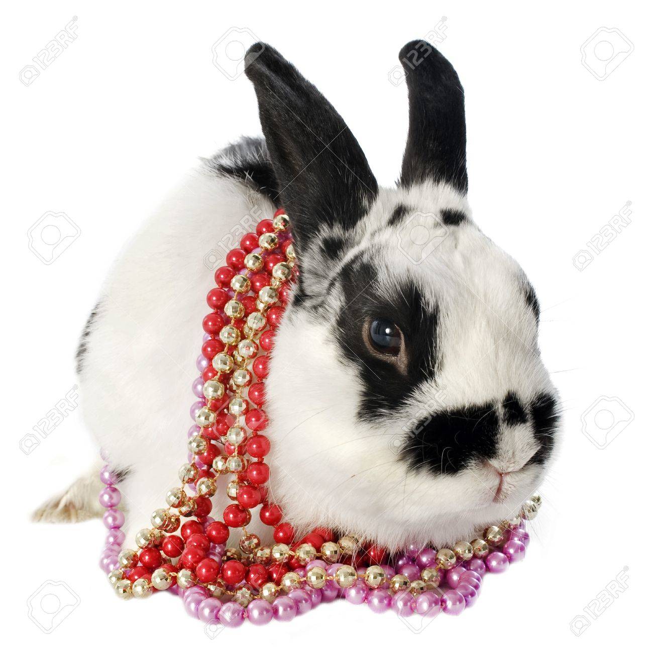 dwarf bunny accessories