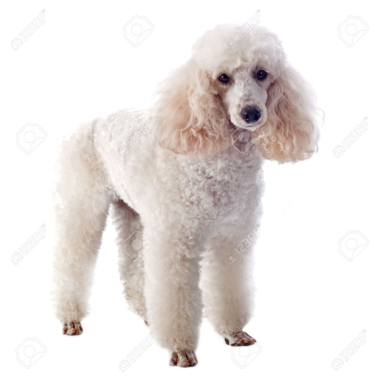 large white poodle
