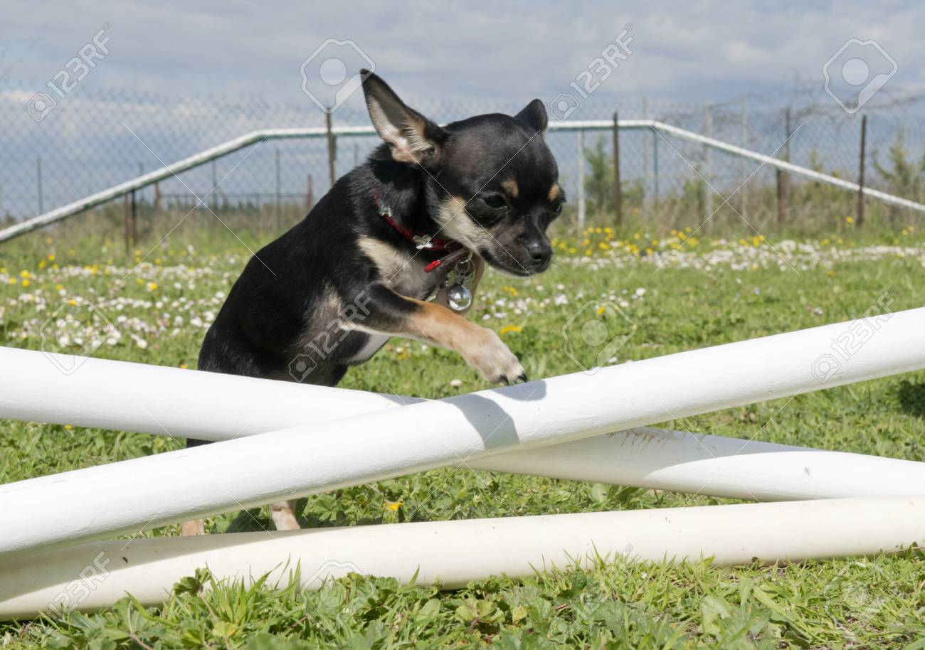 chihuahua agility training