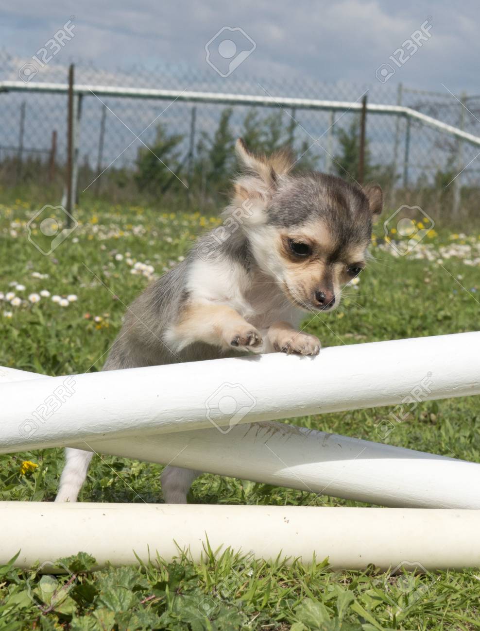 chihuahua agility training