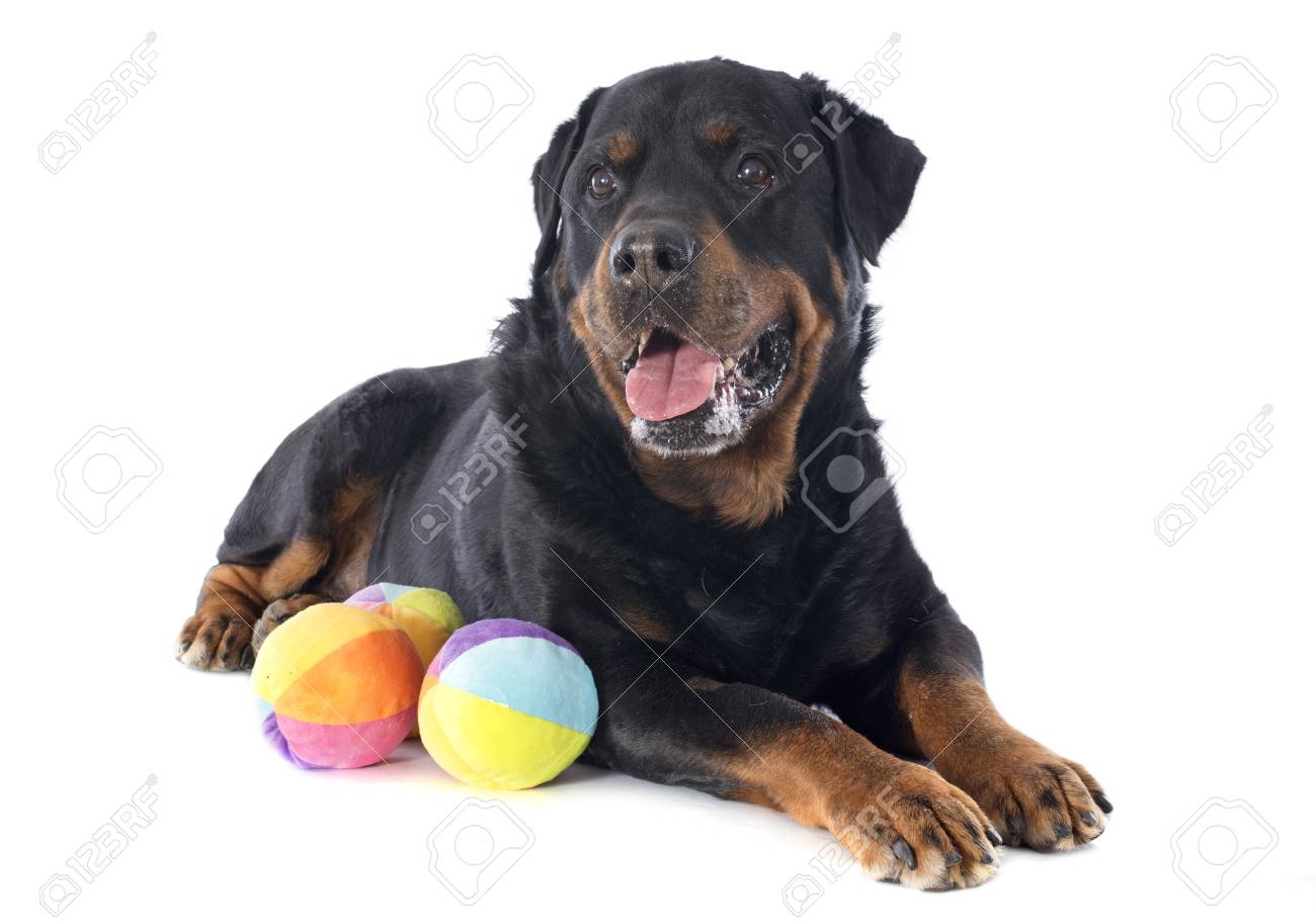 rottweiler toys