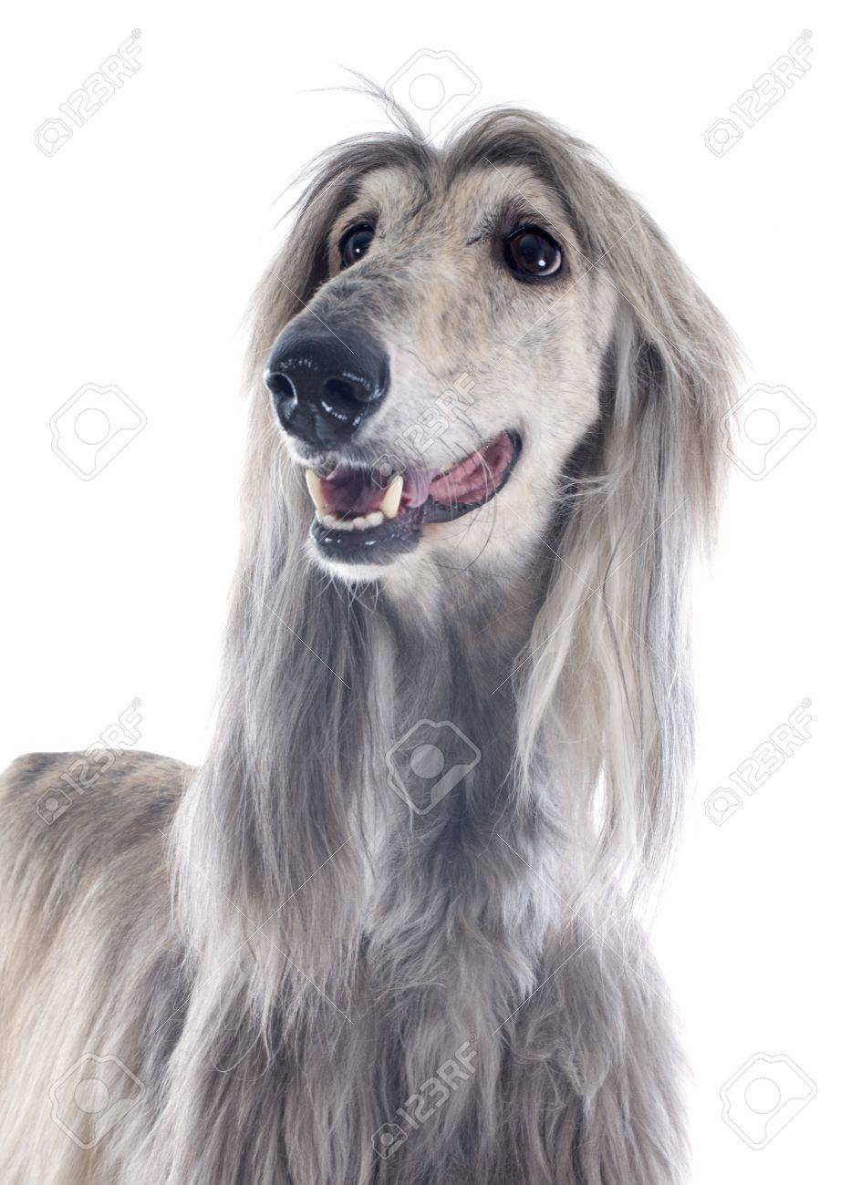 アフガンハウンド（リラックスポーズ） アフガンハウンド（リラックスポーズ❣️） 犬、秋の森の背景に対する