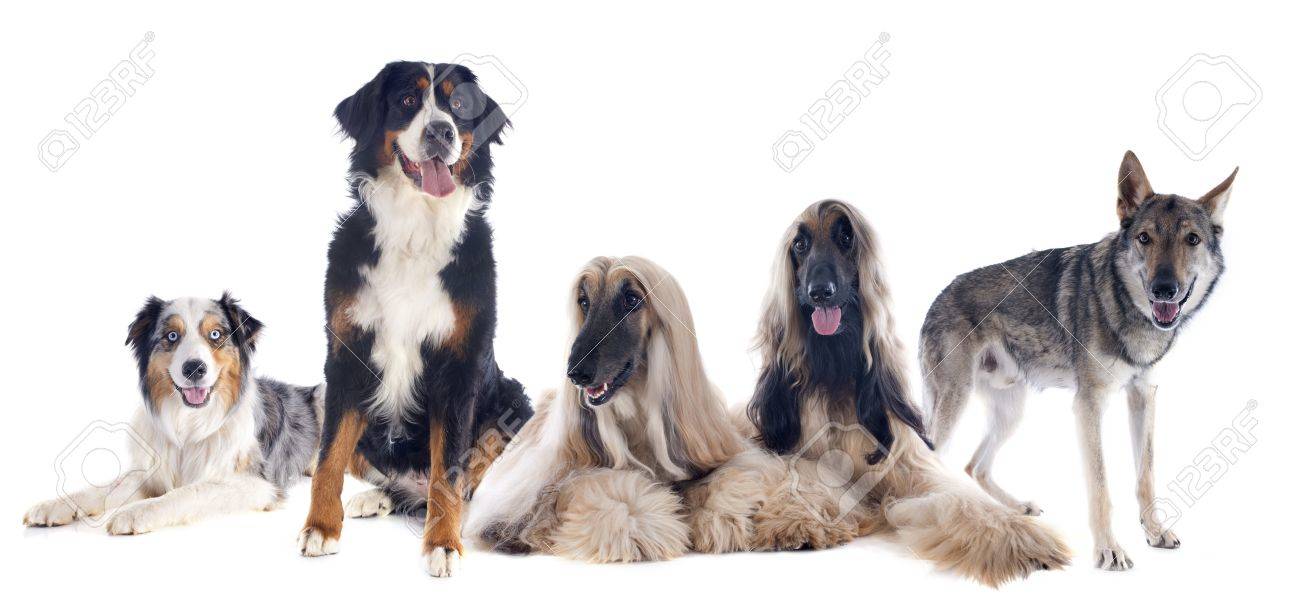 白い背景の前に 5 つの大型犬 の写真素材 画像素材 Image