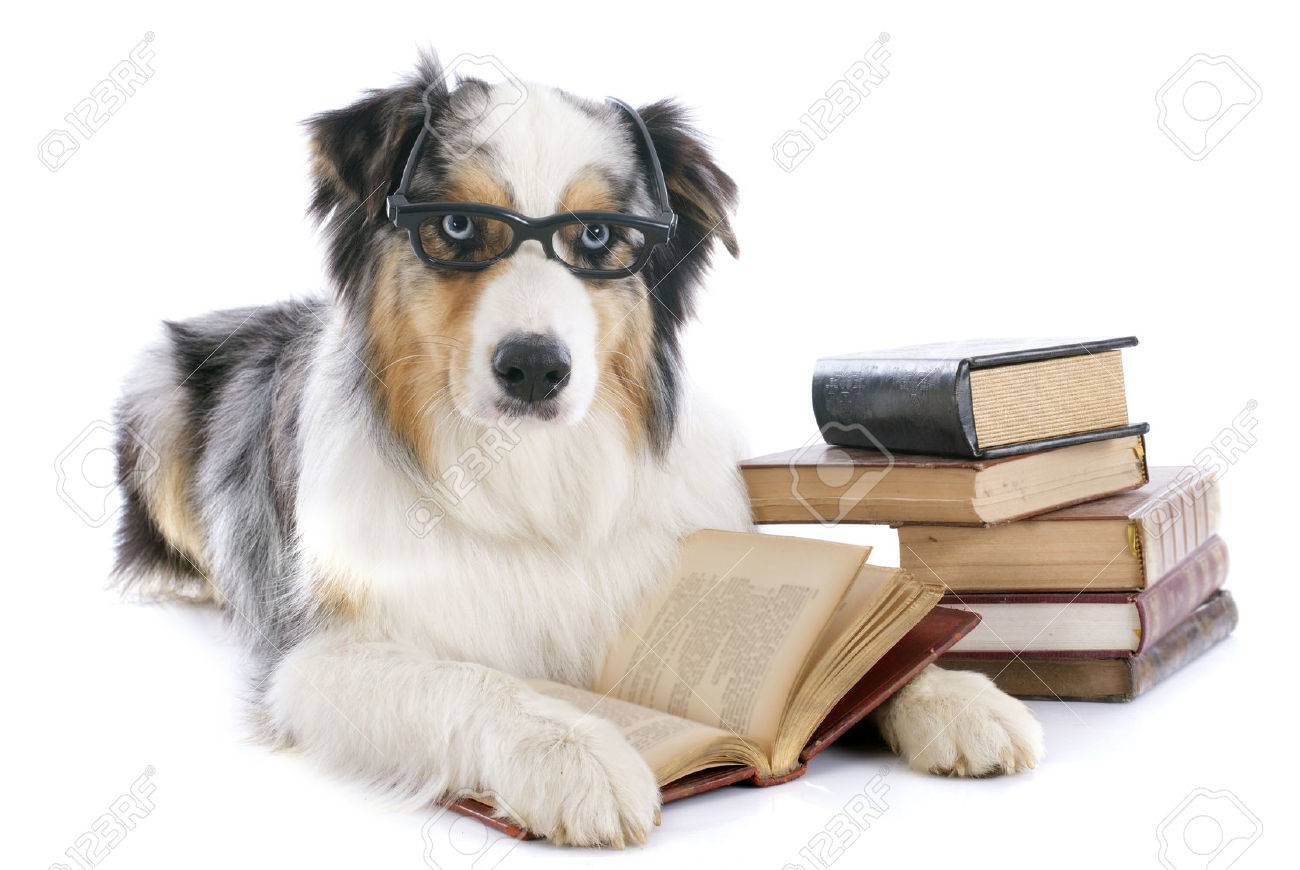 circle c australian shepherds dog professor images u0026 stock pictures royalty free dog professor circle c australian shepherds dog professor images u0026 stock pictures royalty free dog professor