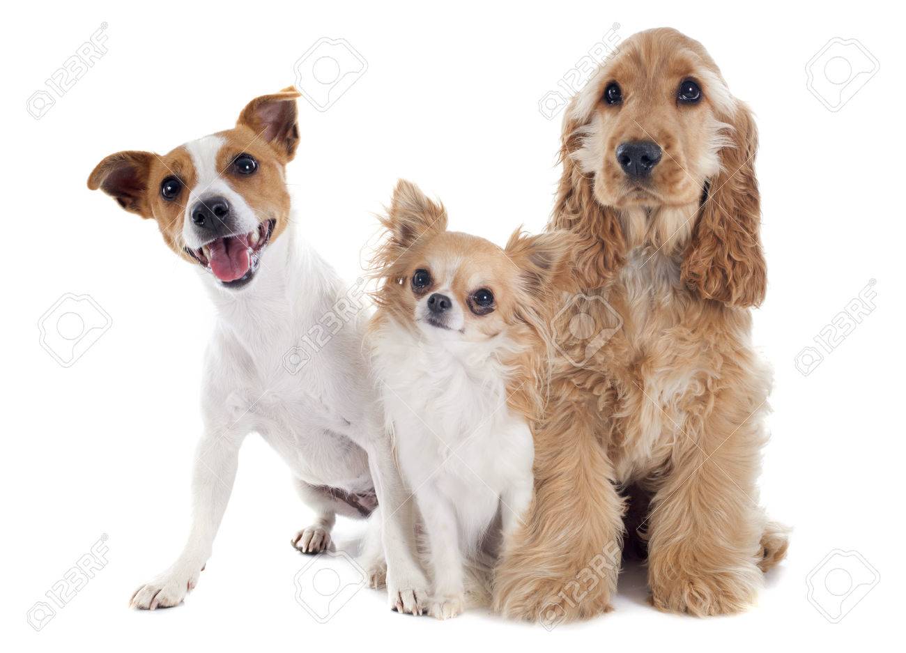 cocker spaniel and chihuahua