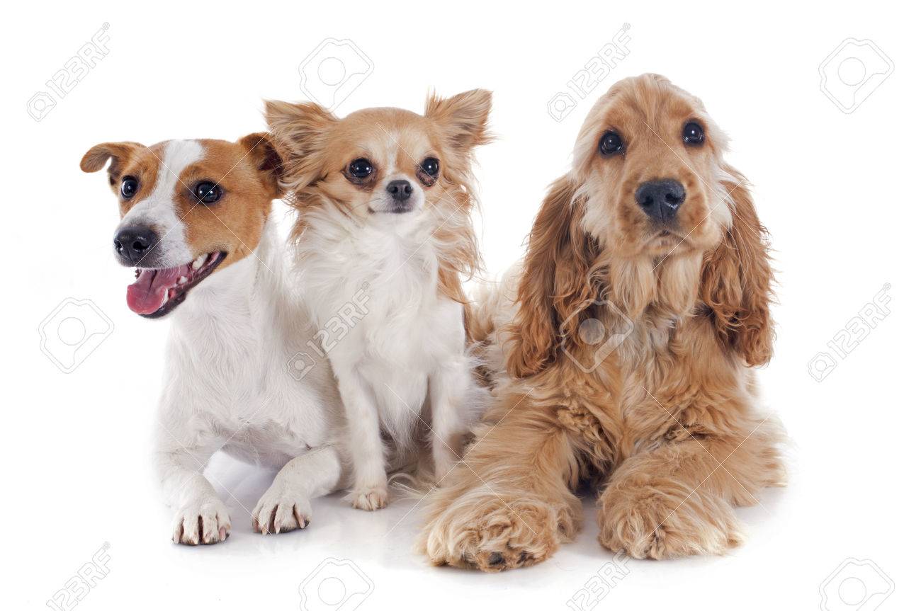 cocker spaniel and chihuahua