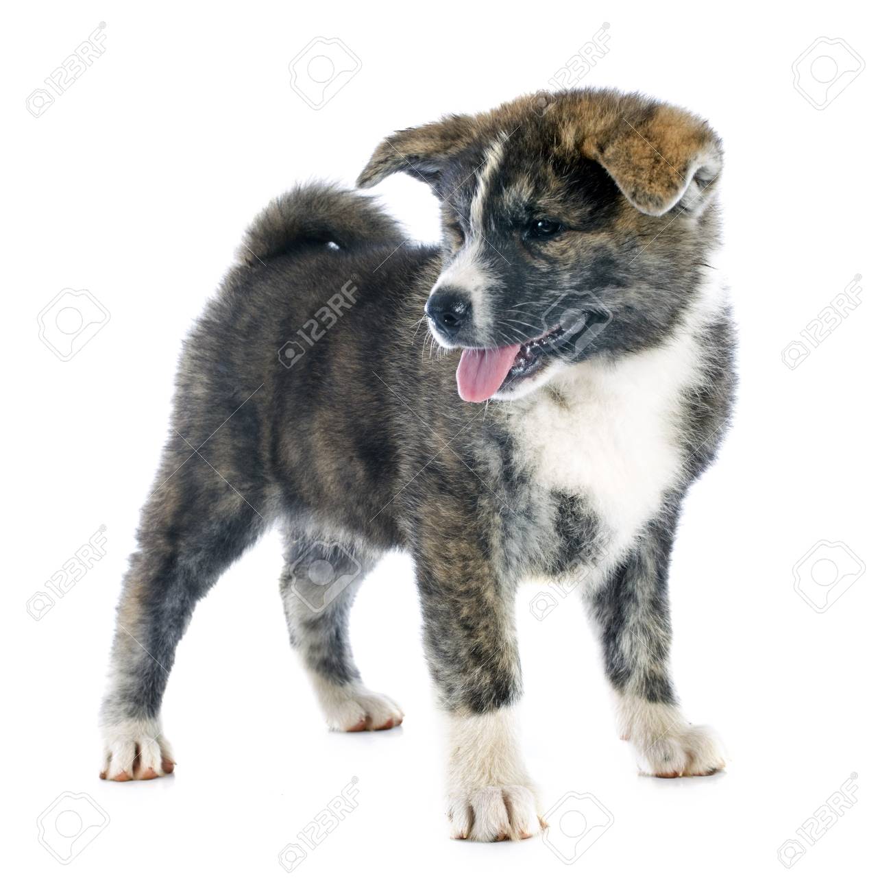 白い背景の前で子犬秋田犬 の写真素材 画像素材 Image