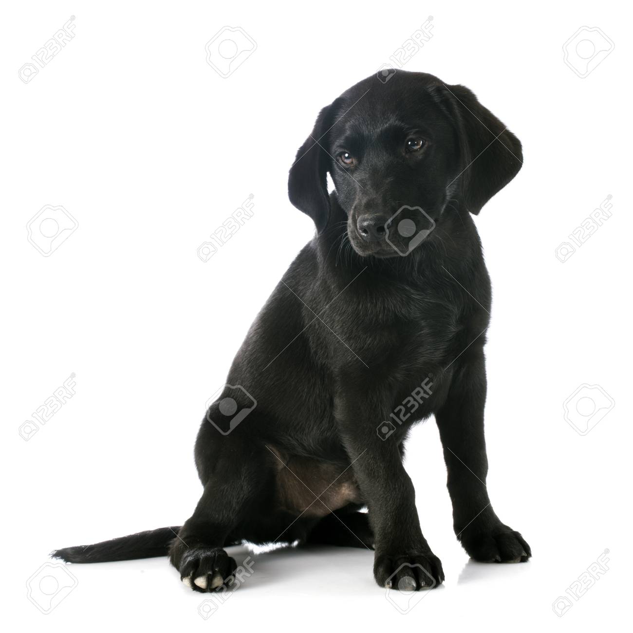 labrador dog purebred