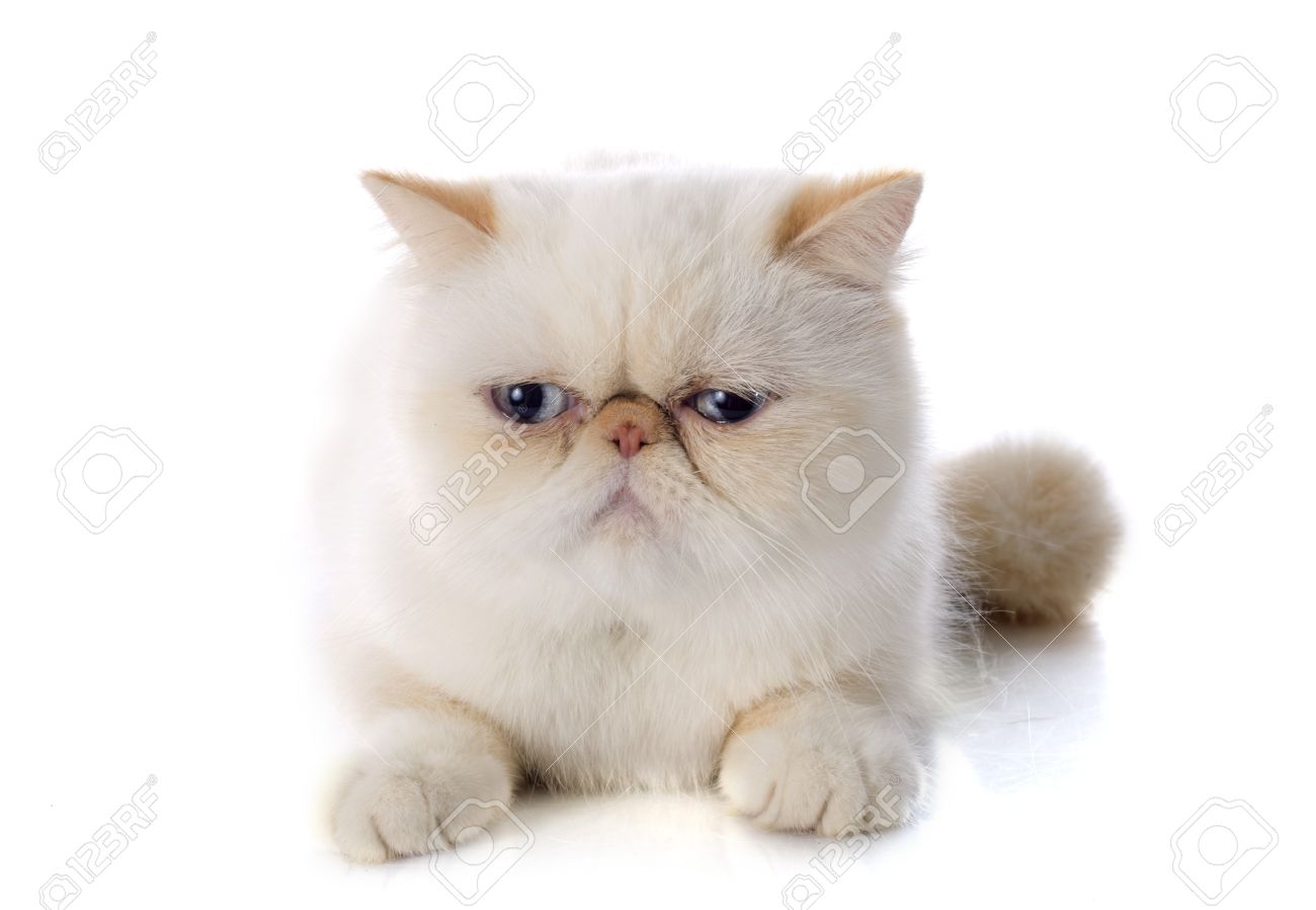 Exotic Shorthair Cat In Front Of White Background Stock Photo