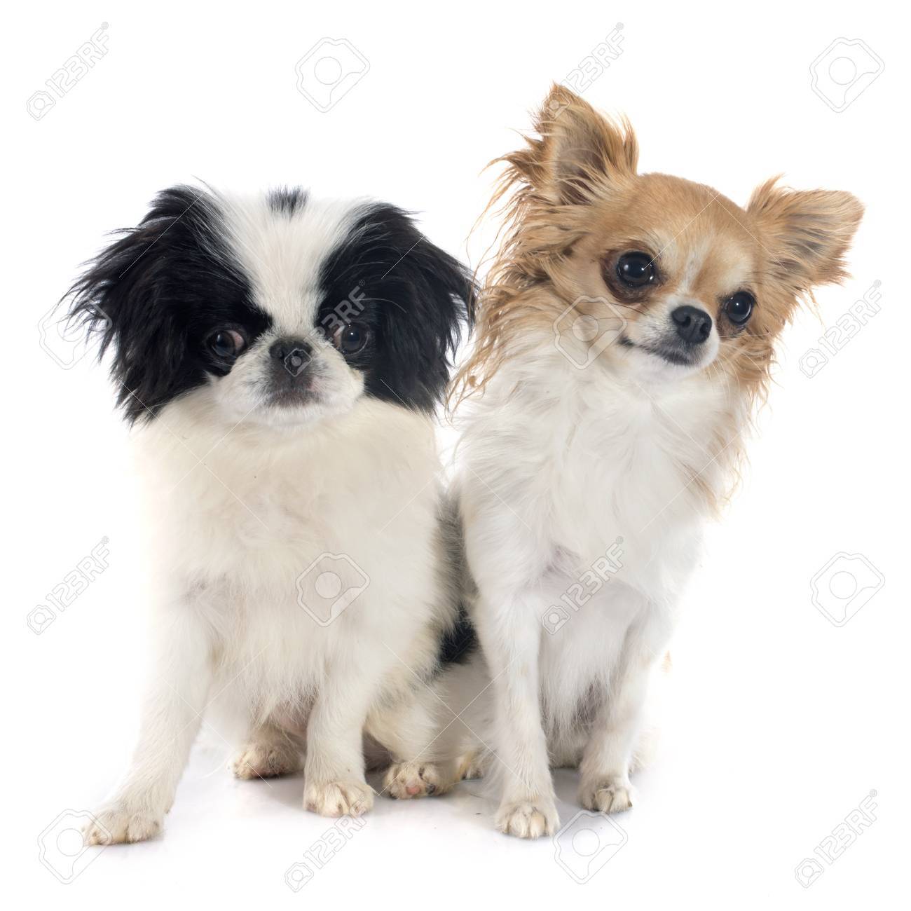 japanese chin and chihuahua