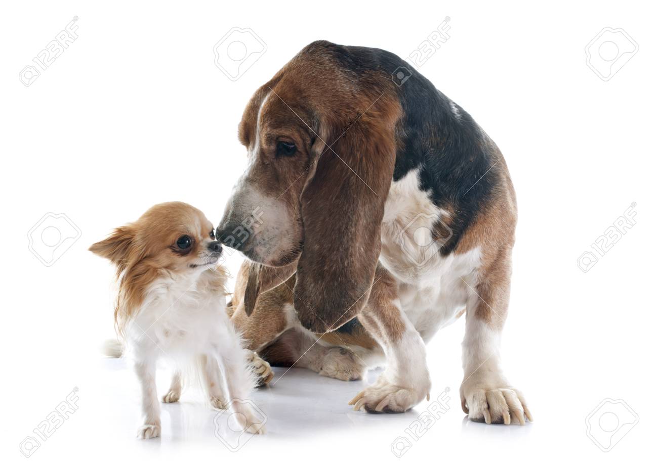 treats for dogs with allergies