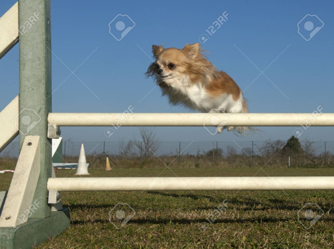 costco kirkland puppy food