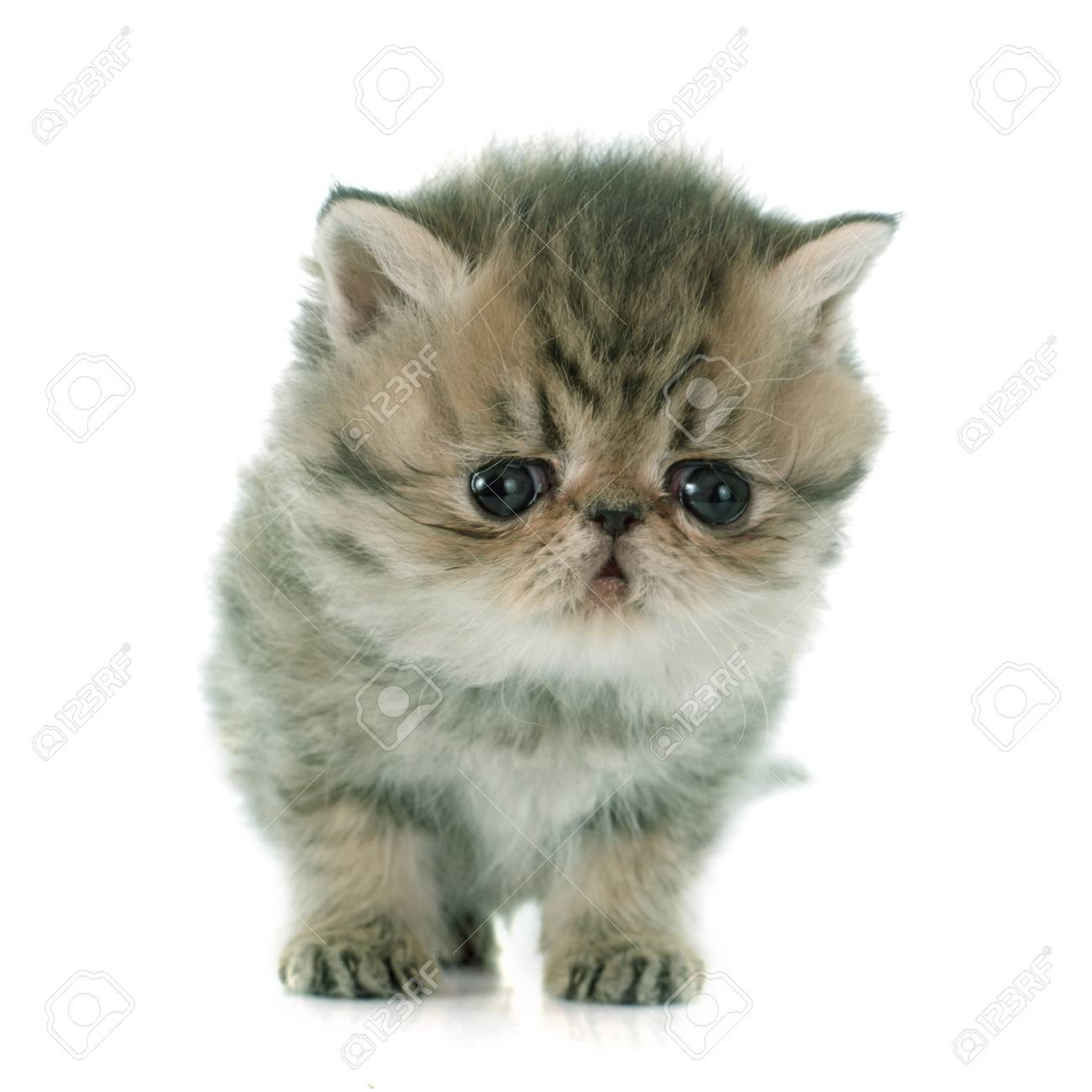 Kitten Exotic Shorthair In Front Of White Background Stock Photo