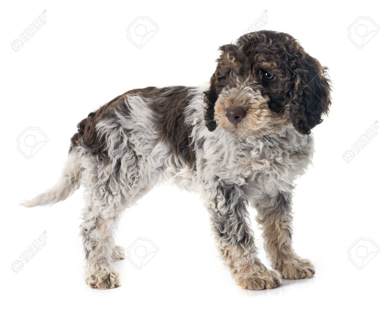 lagotto romagnolo in front of white background stock photo picture