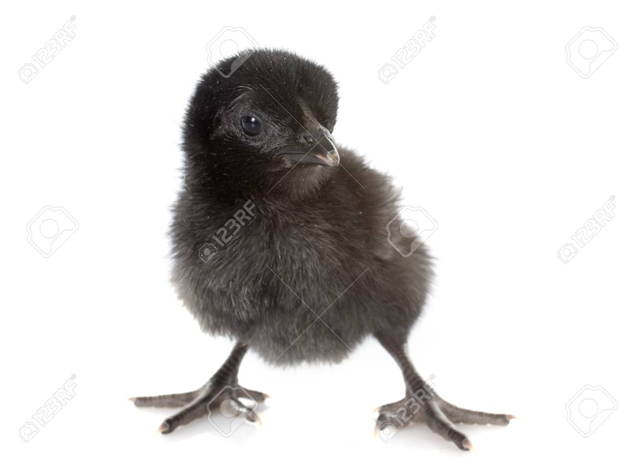 Ayam Cemani Chick In Front Of White Background