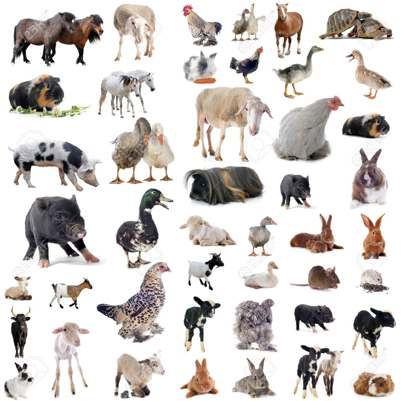 farm animals in front