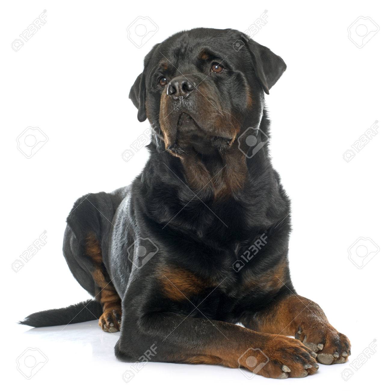 Purebred Male Rottweiler Stock Photo Picture And Royalty Free Image Image