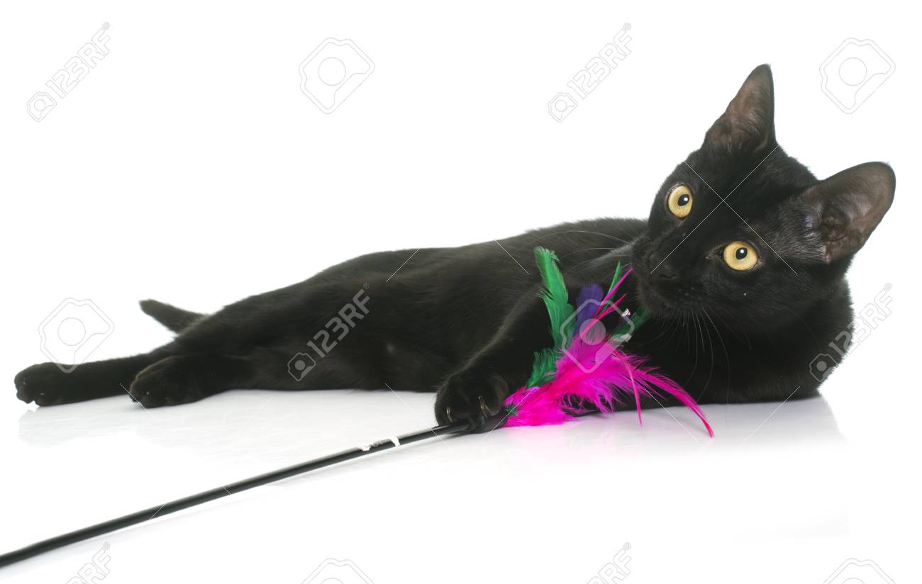 Noir Jeune Chat Qui Joue En Face De Fond Blanc
