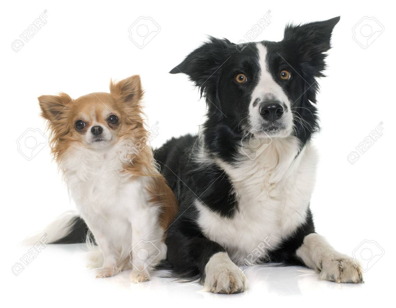 border collie chihuahua border collie chihuahua