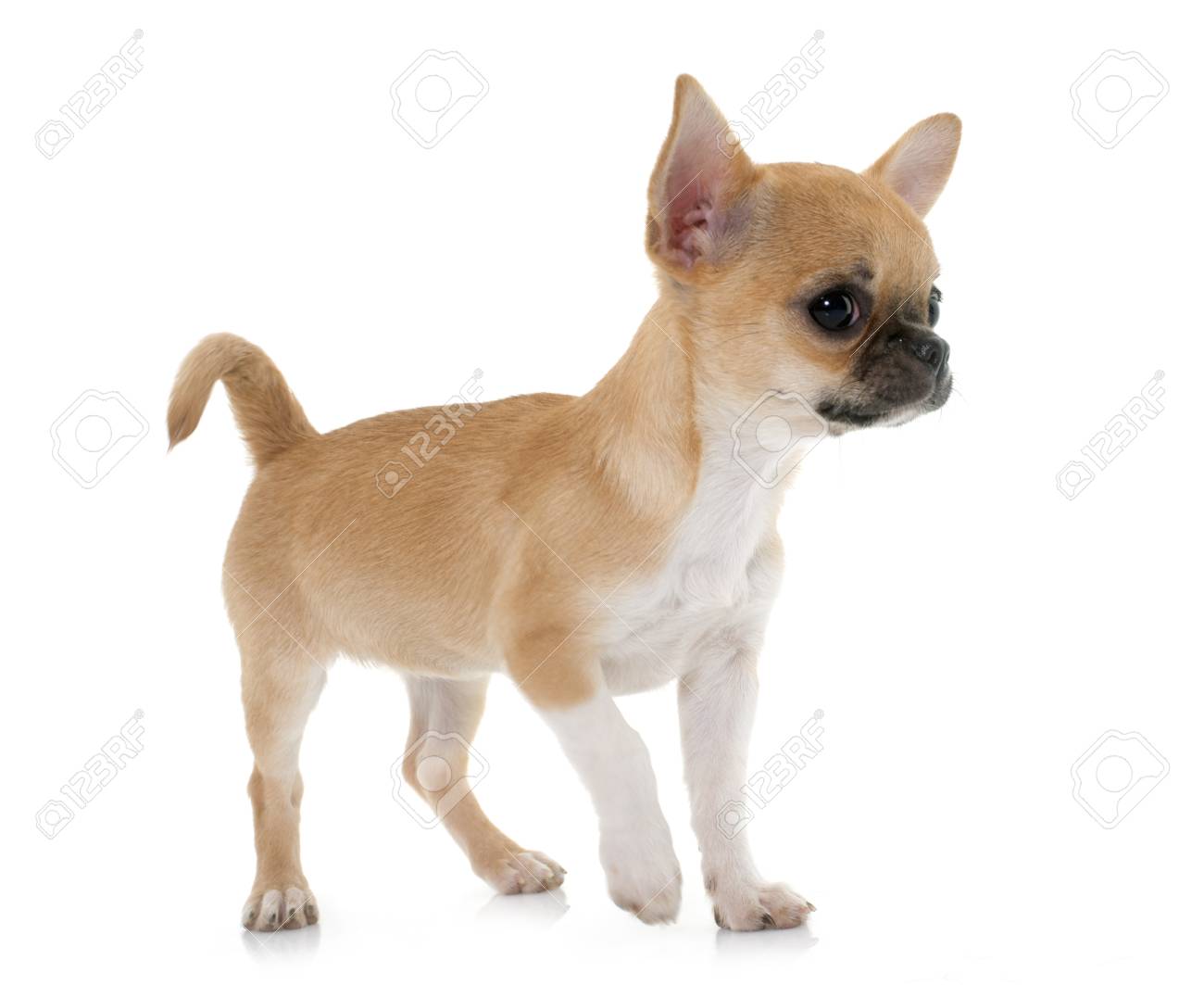 Puppy Shorthair Chihuahua In Front Of White Background Stock Photo