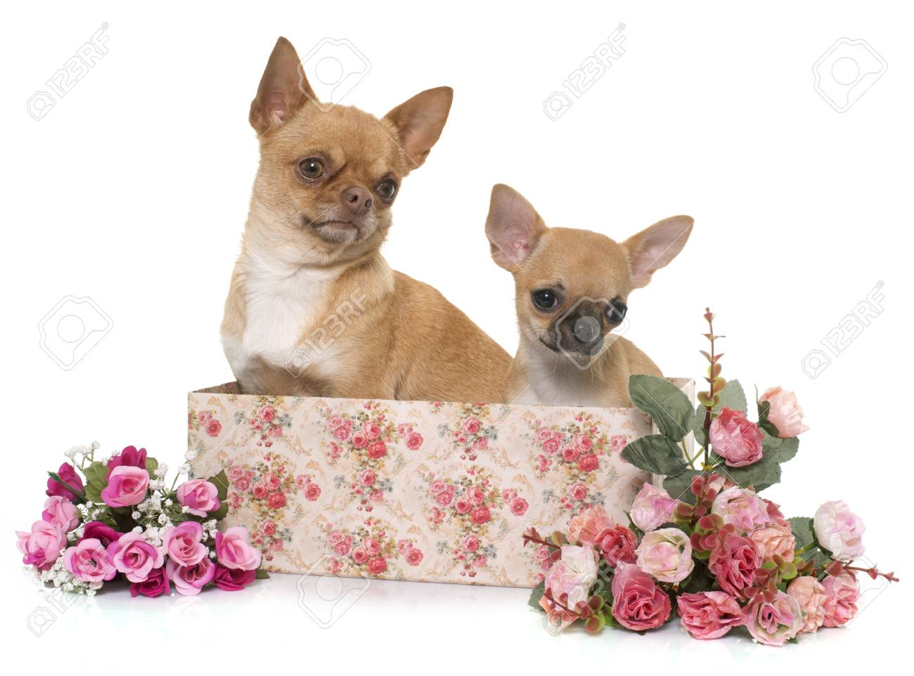 Adult And Puppy Shorthair Chihuahua In Front Of White Background
