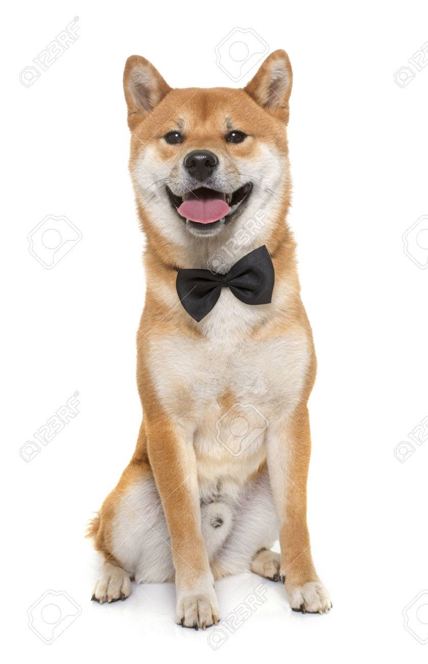 young shiba inu