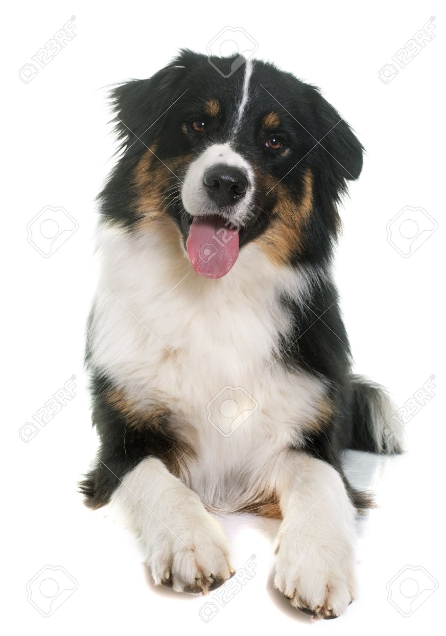 tri color australian shepherd