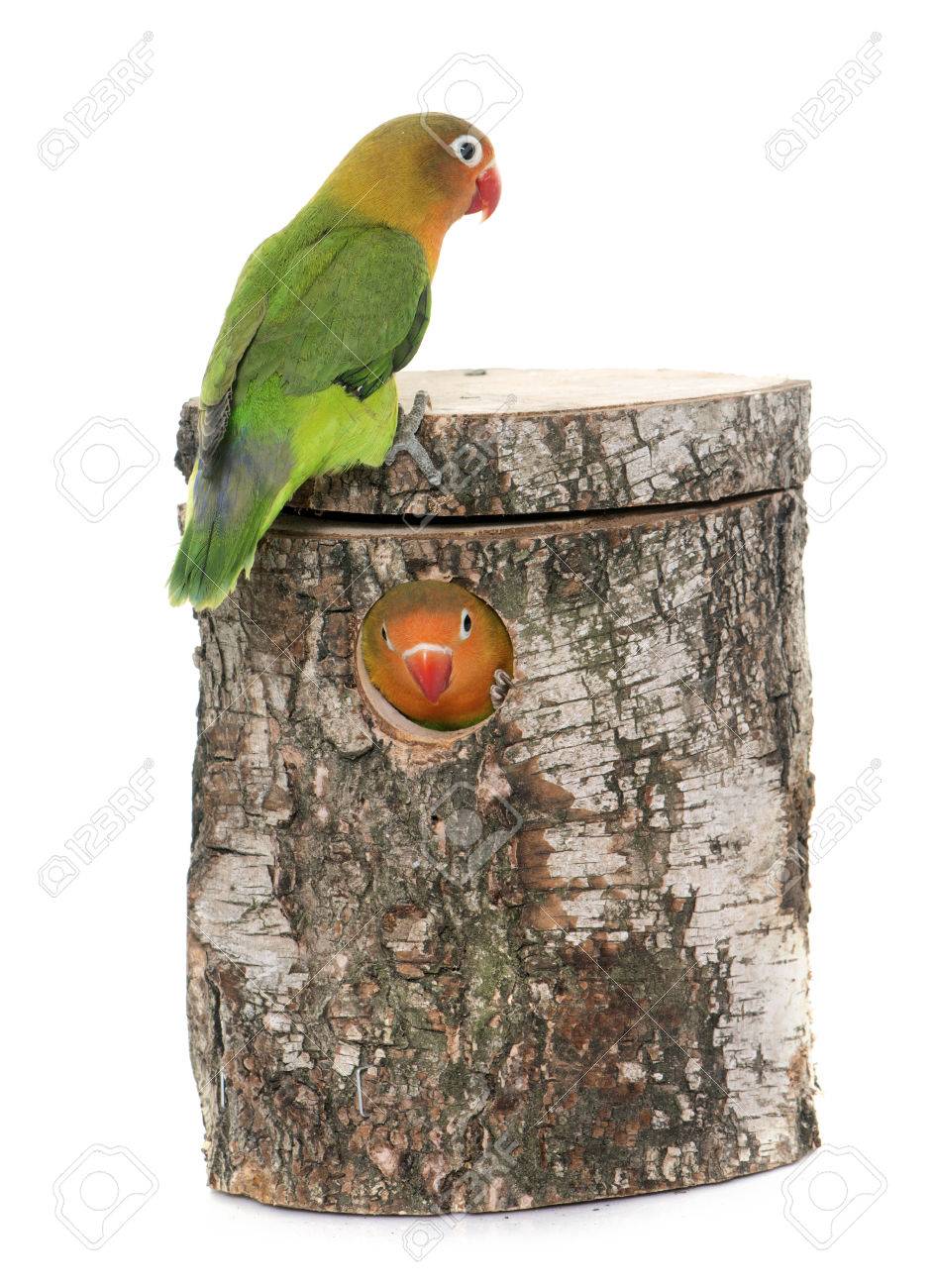 Sittich nistkasten Wellensittich nistkasten für Lovebirds Parrot S