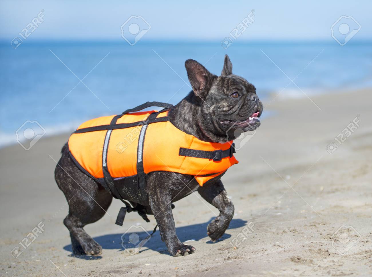 french bulldog on the beach in france stock photo picture and