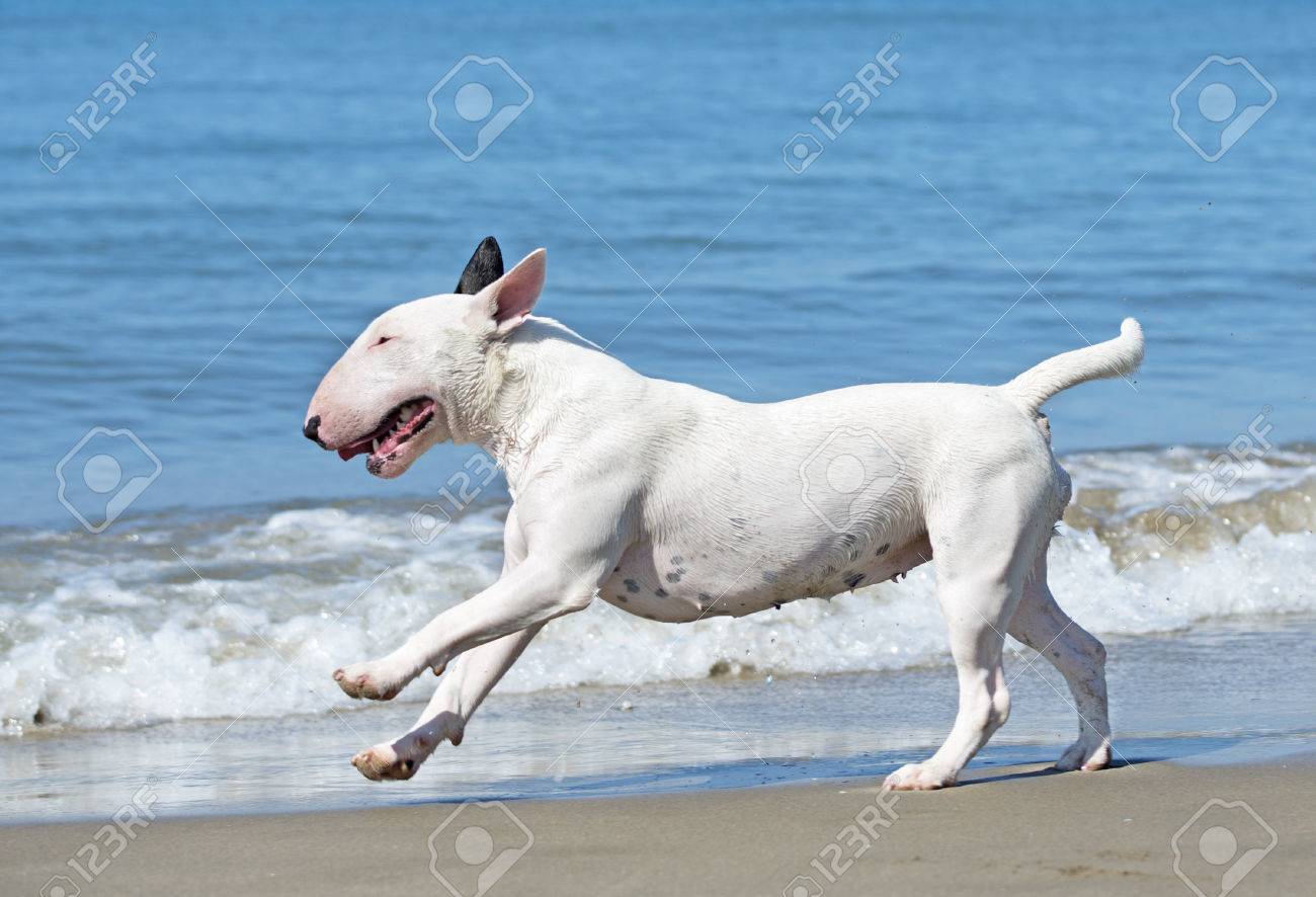 bull terrier running