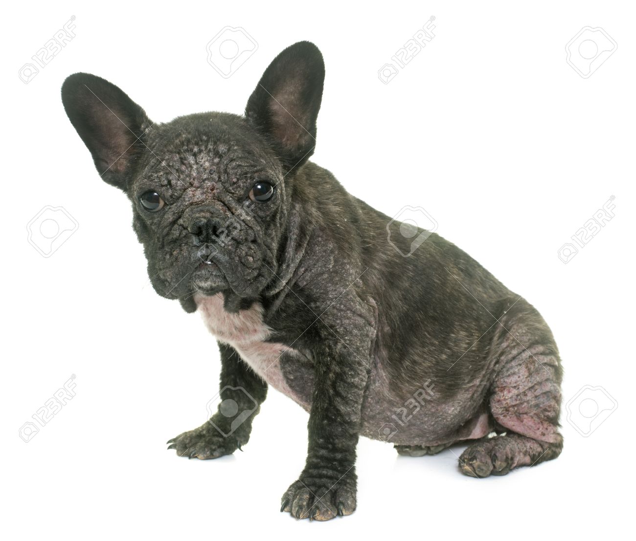 demodex bulldog