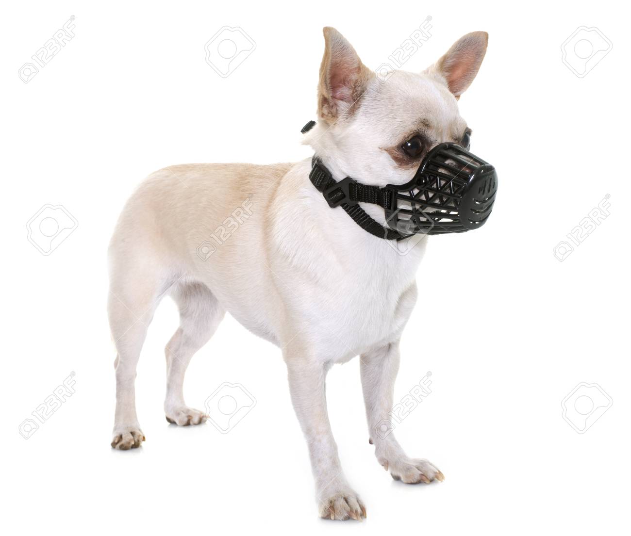 muzzle for a chihuahua