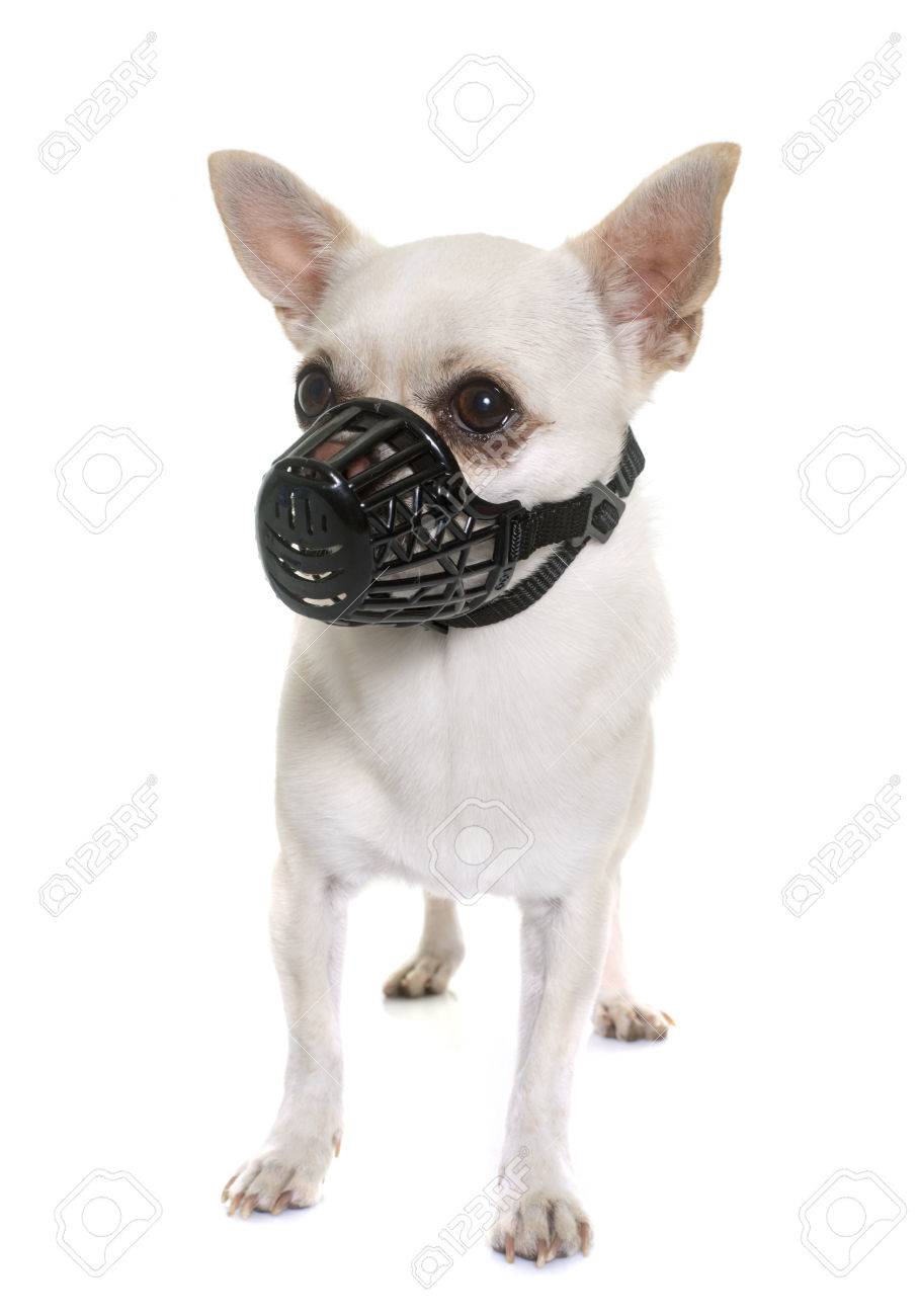 muzzle for a chihuahua