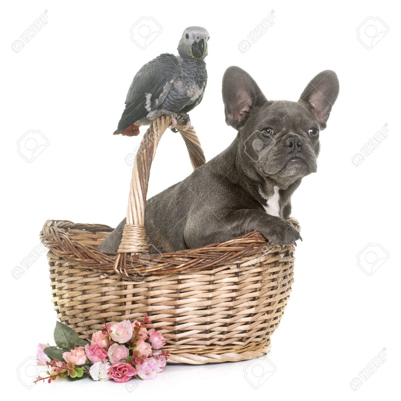 Loro Gris Bebé Y Bulldog Francés Cachorro Delante De Fondo Blanco