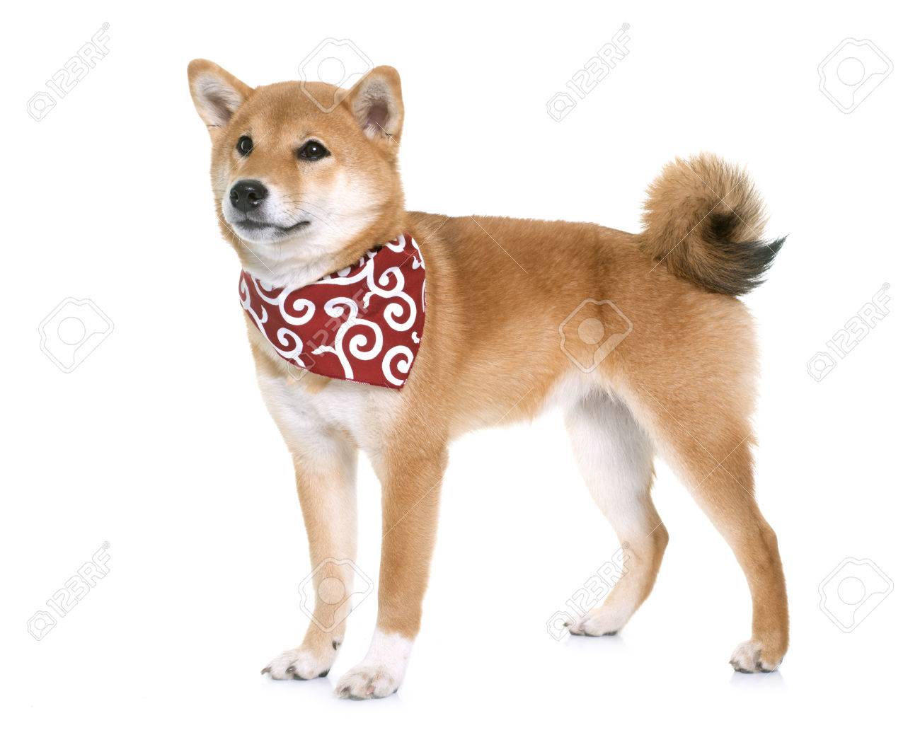 look up petco rewards number