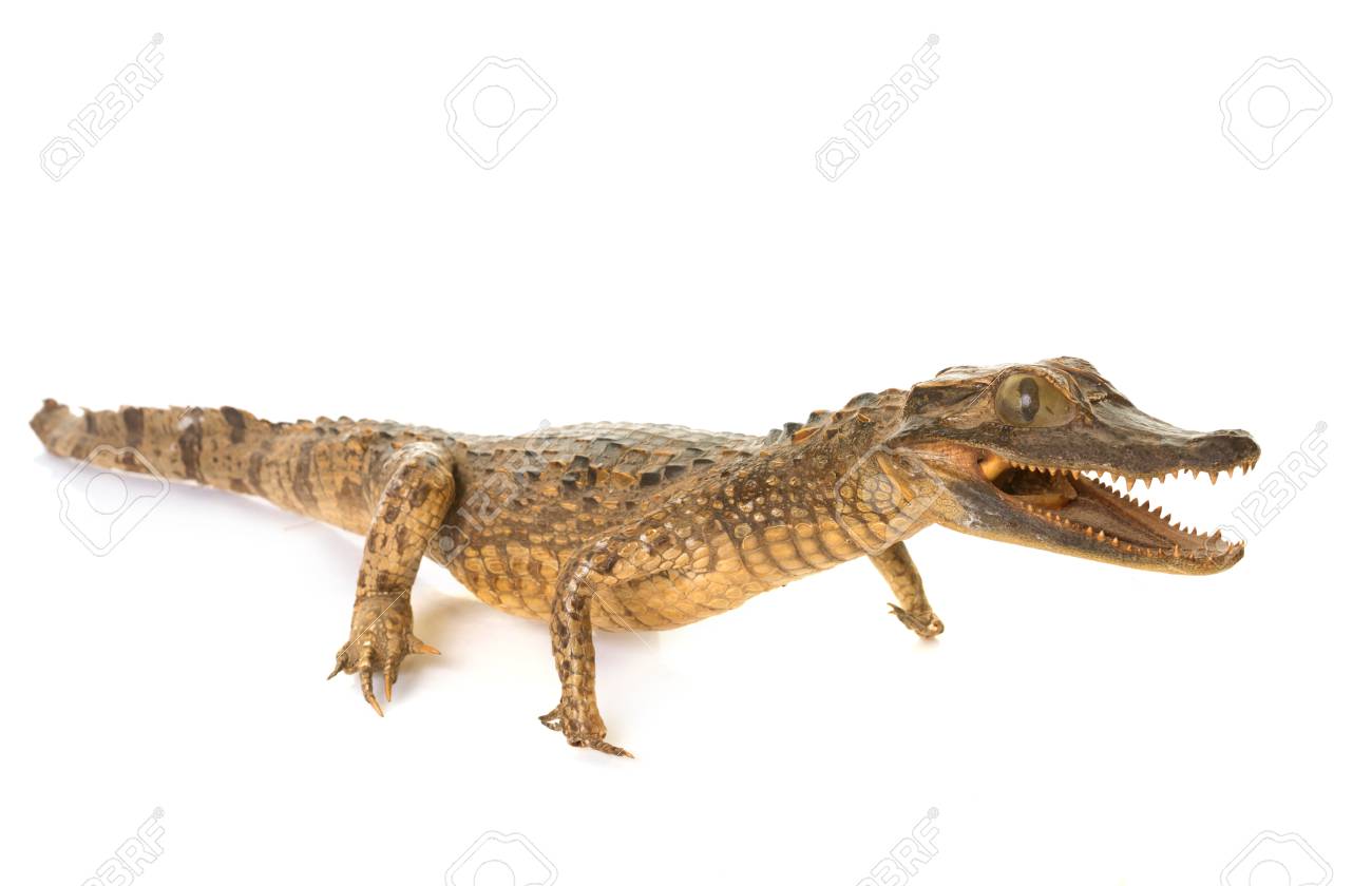 crocodile stuff