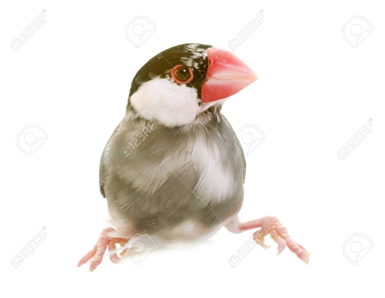 etiam-dictum-ipsum-a-felis