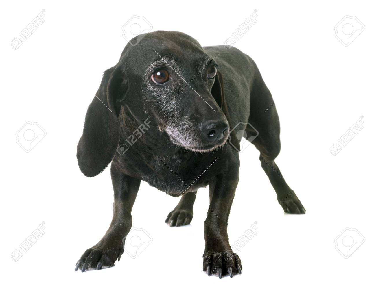 black dotson dog