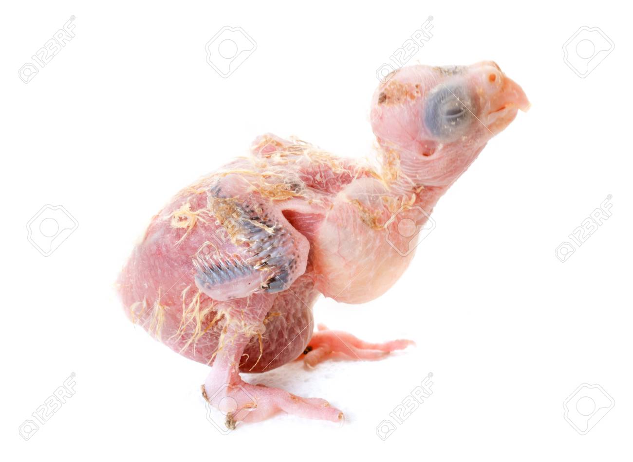 Um Papagaio De Bebe Na Frente De Fundo Branco Fotos Retratos Imagenes Y Fotografia De Archivo Libres De Derecho Image