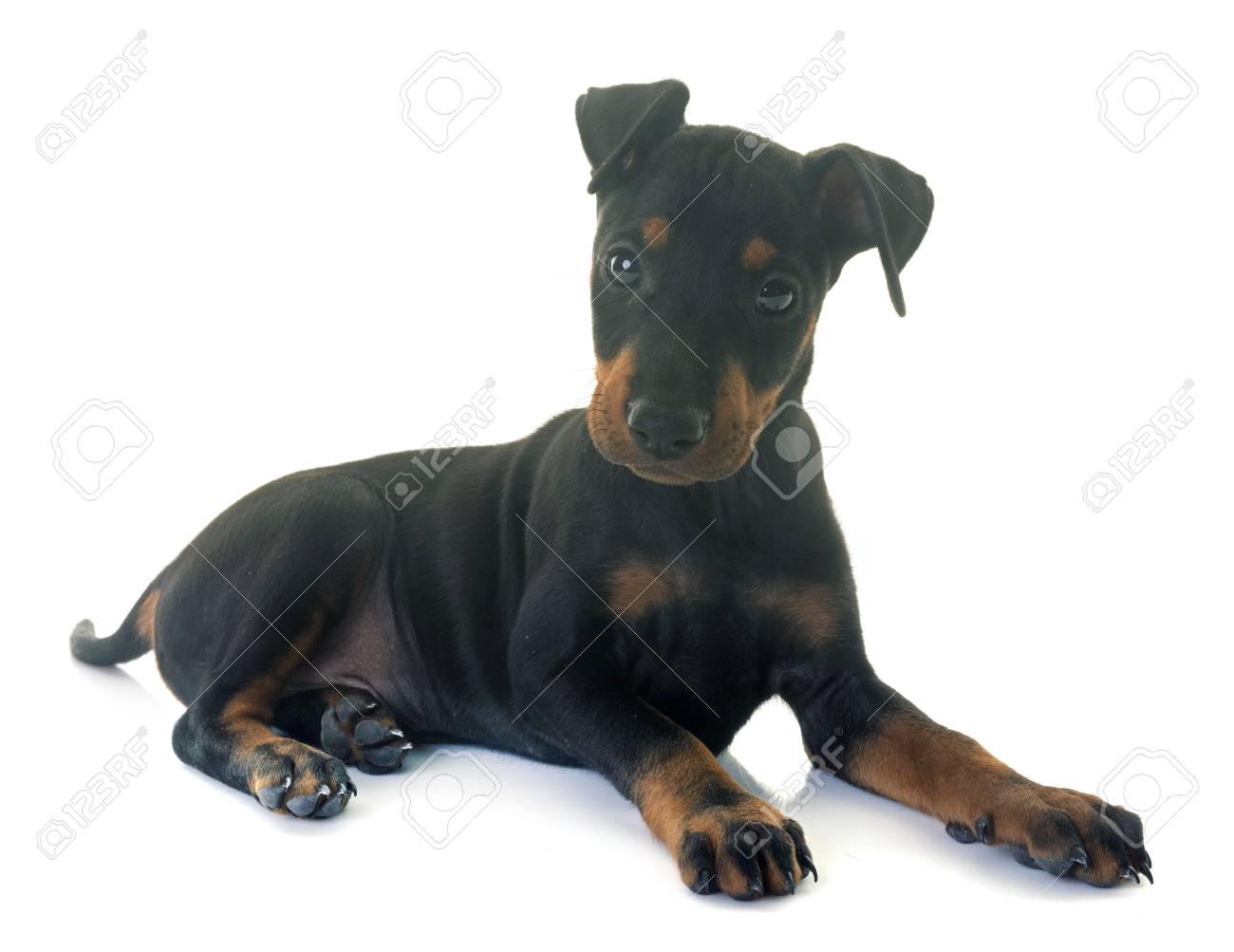 manchester terrier puppy