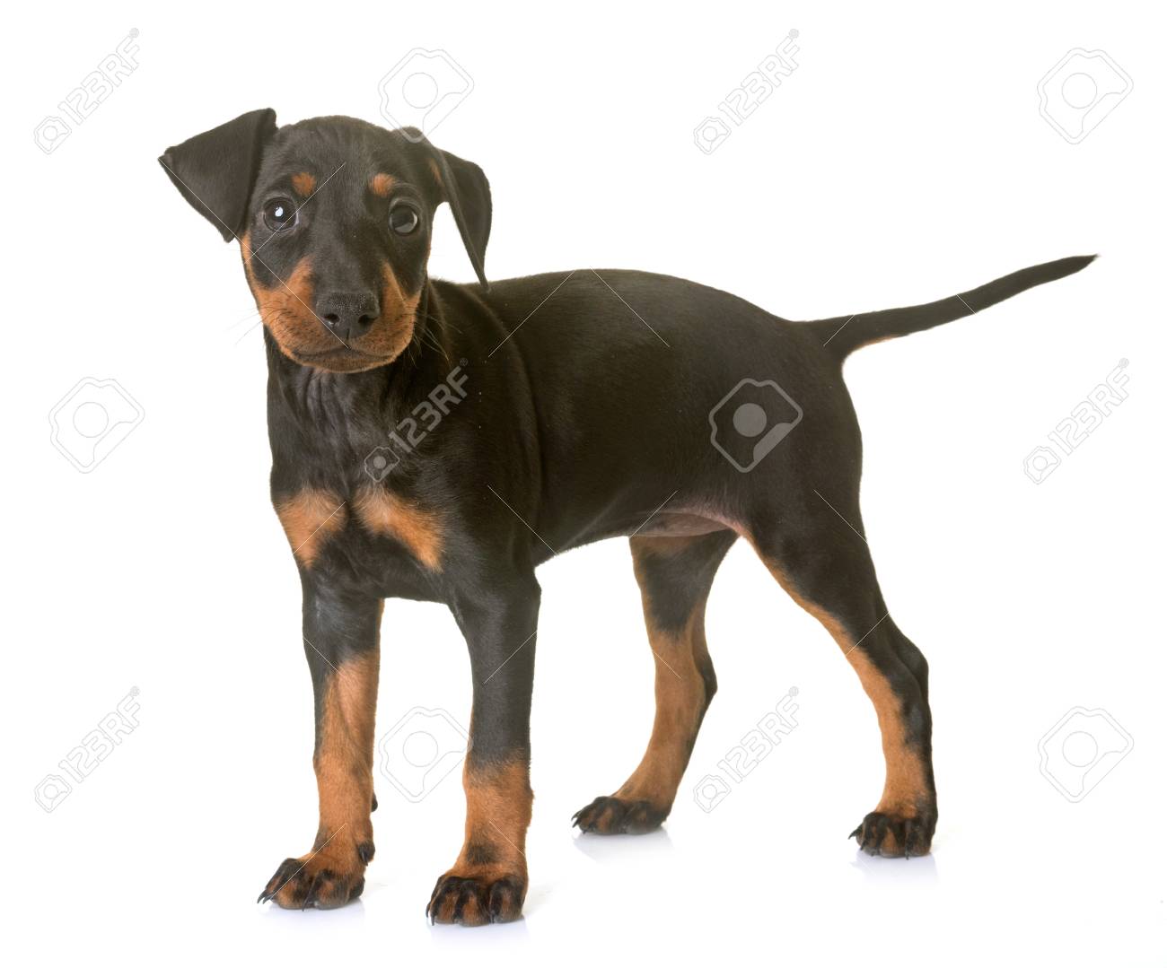 manchester terrier puppy