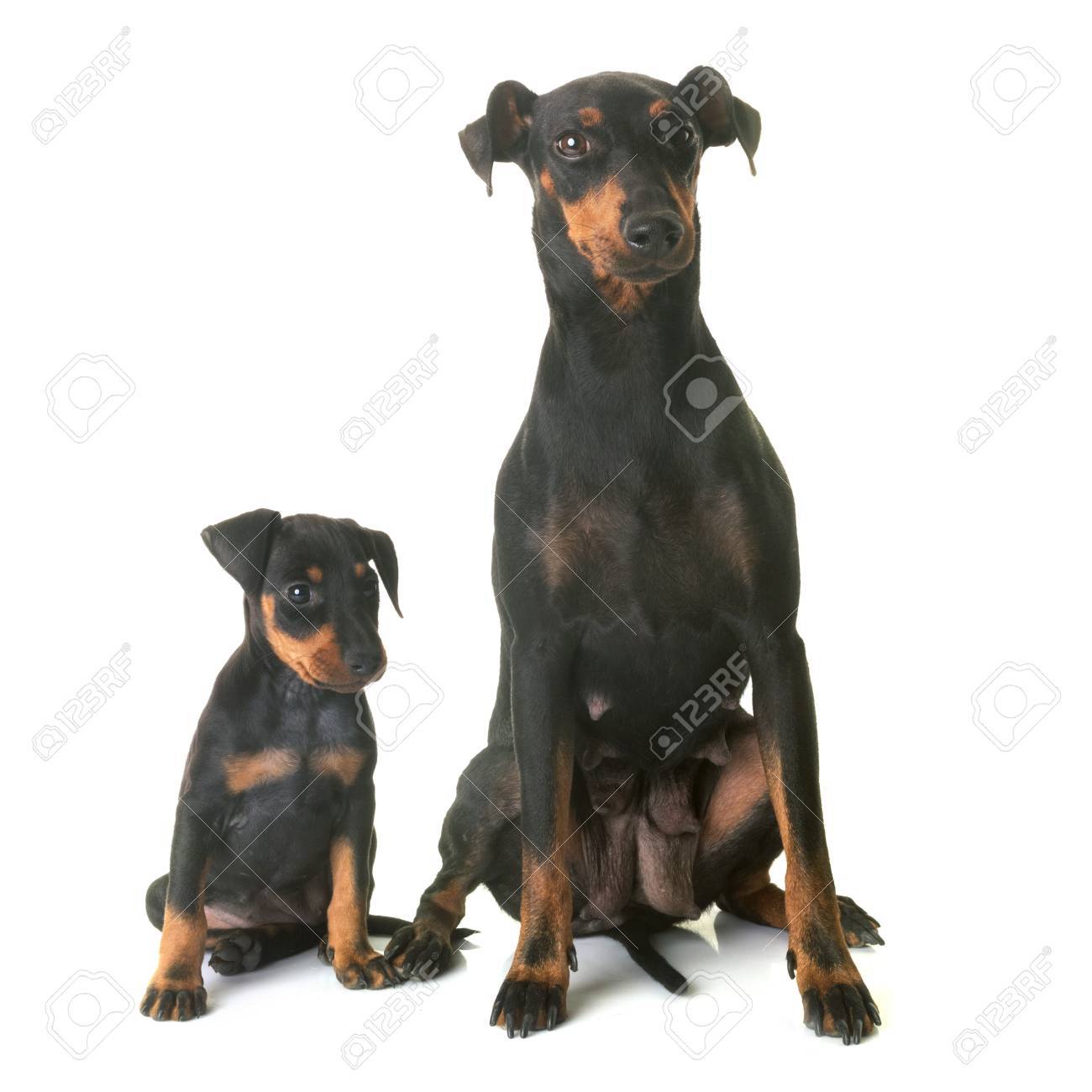 manchester terrier puppy