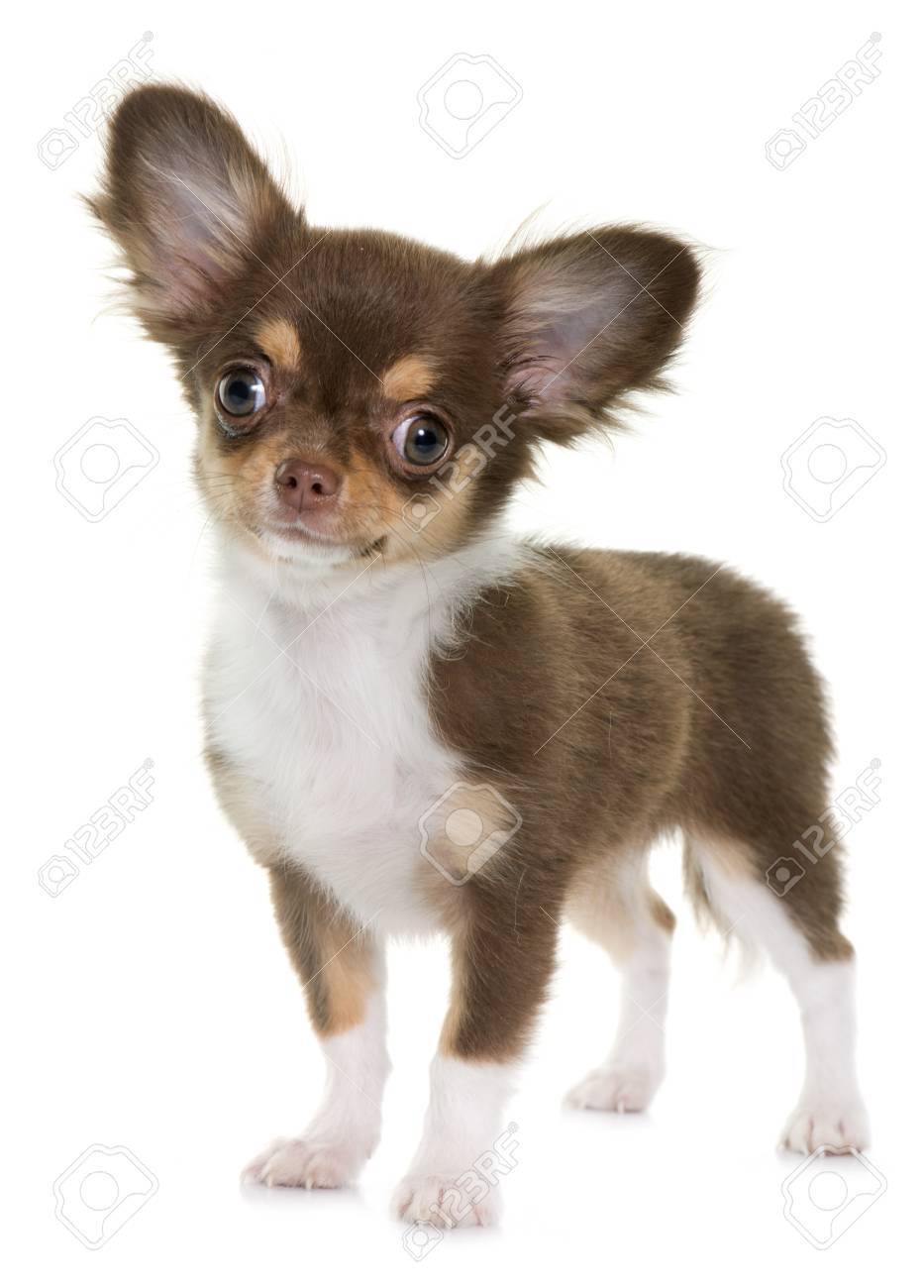 puppy brown chihuahua in