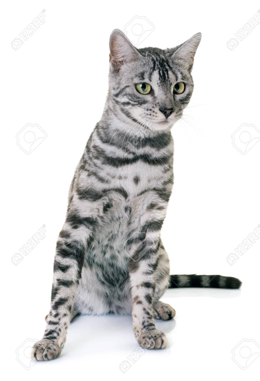 Bengal Cat In Front Of White Background 