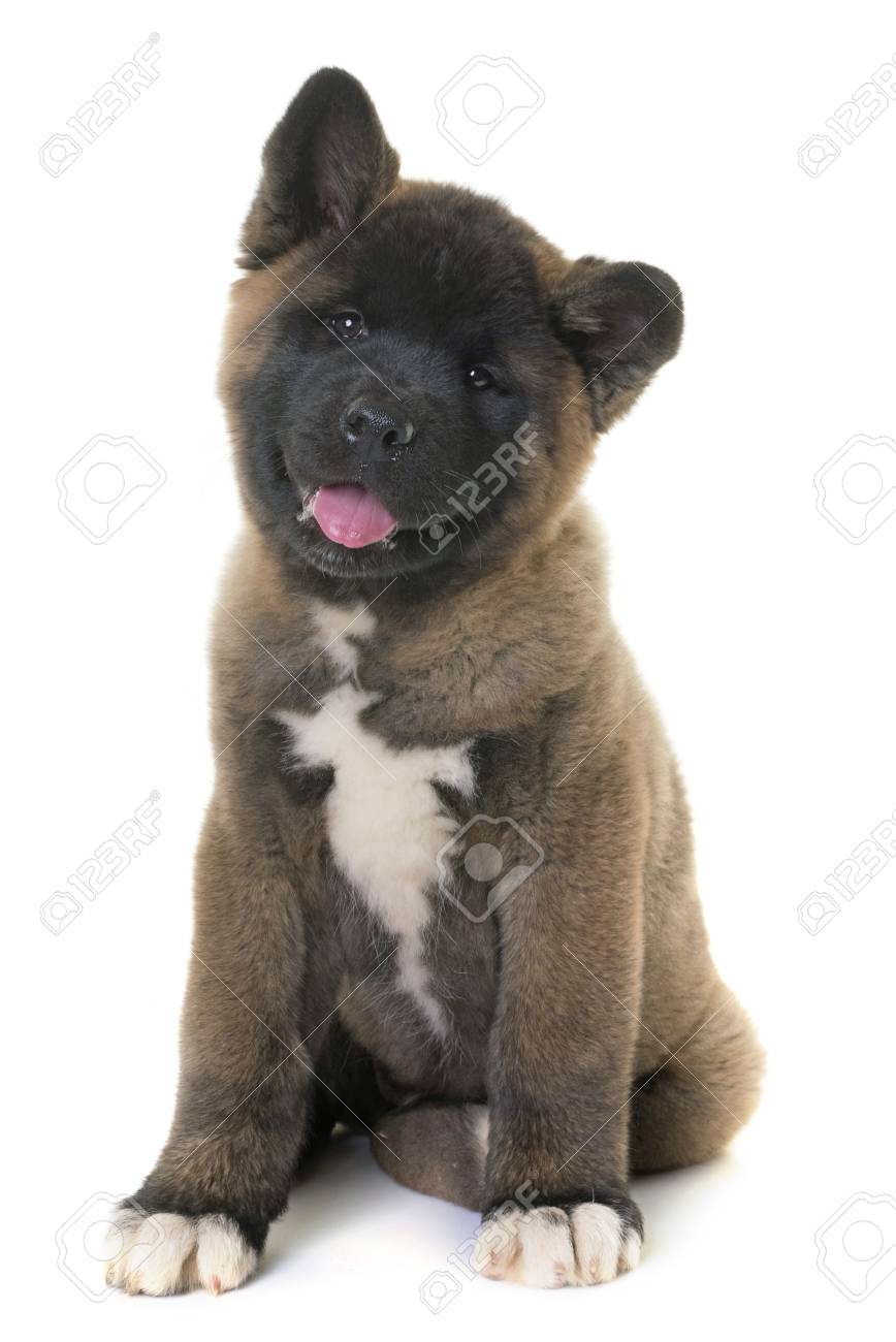 buy american akita