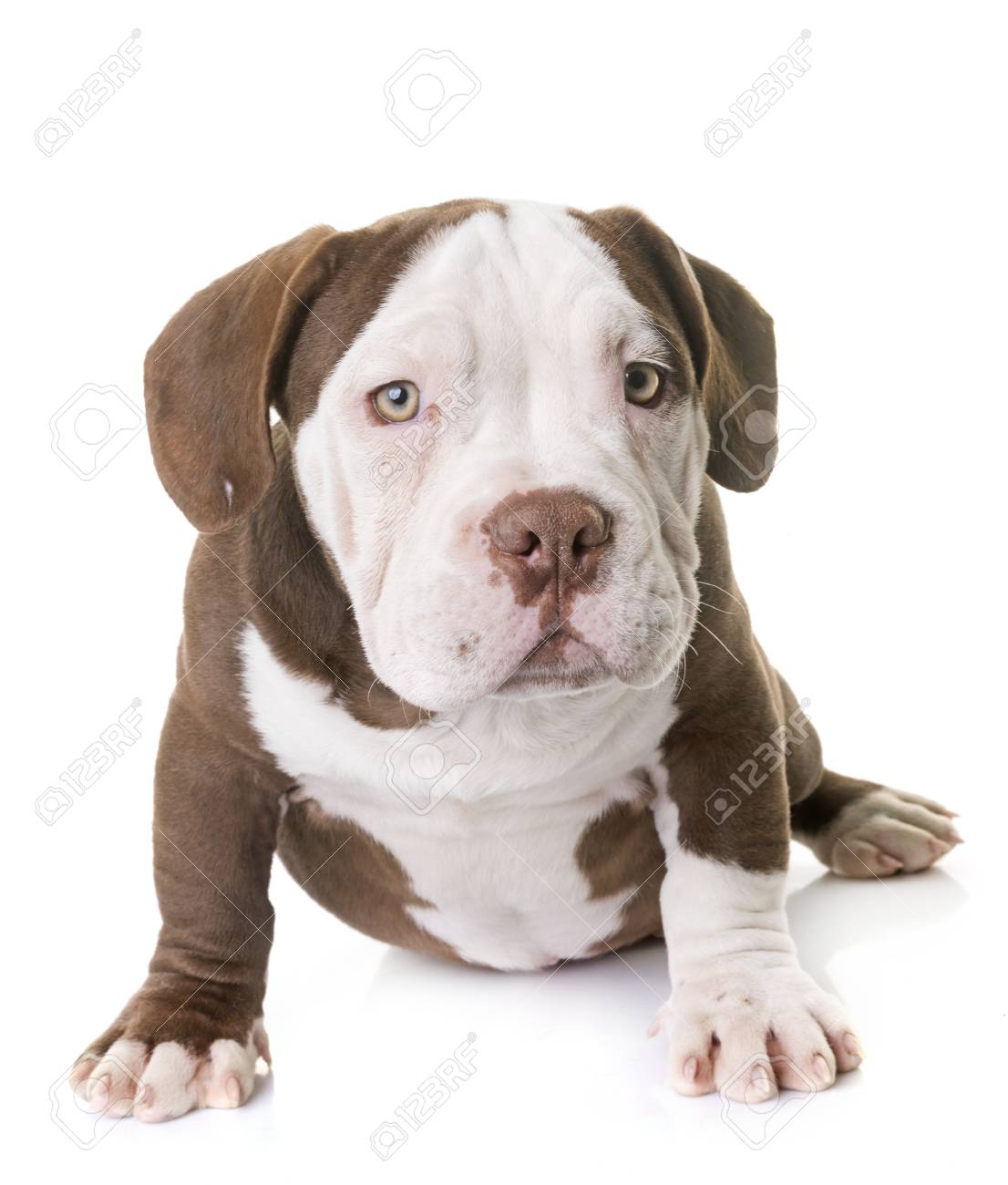 Puppy American Bully In Front Of White Background Stock Photo, Picture and  Royalty Free Image. Image 90171169., image size:1106x1300
