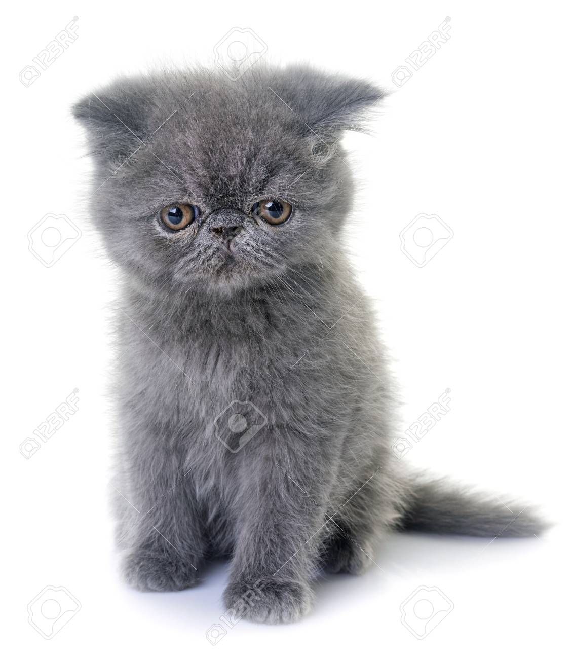 Exotic Shorthair Kitten In Front Of White Background Stock Photo